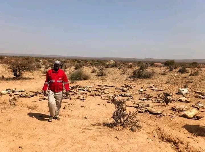 Mandera County: A Drought Foretold, A Crisis Ignored Kenya red cross official in a drought affected area in Rhamu photo courtesy; Kenya Red Cross