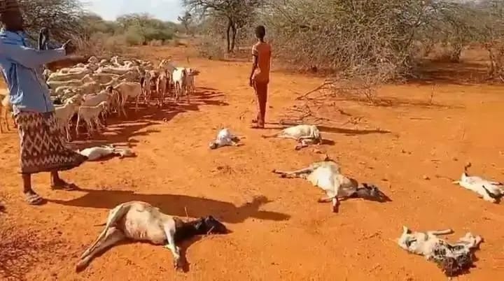 WHEN SURVIVAL COLLAPSES: THE SEVERE DROUGHT DEVASTATING NORTH EASTERN KENYA 1 WhatsApp Image 2026 01 29 at 7.41.37 AM